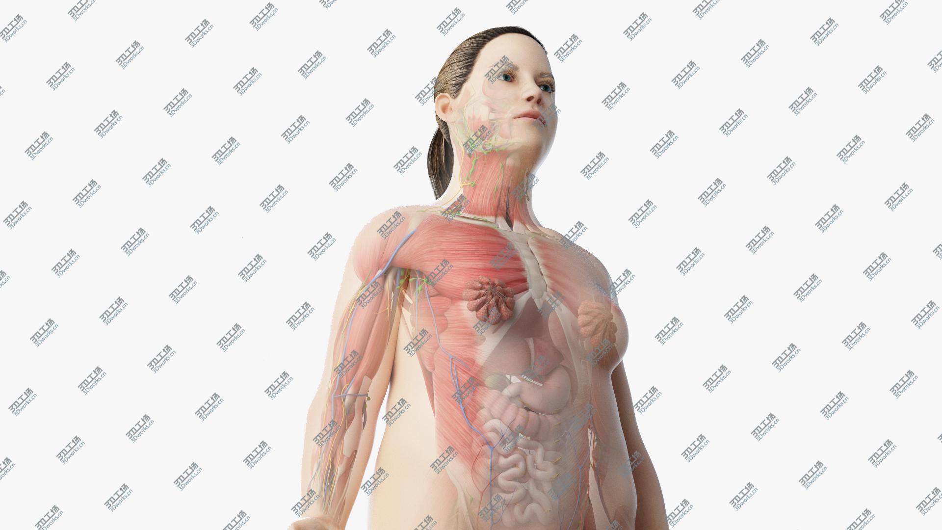 images/goods_img/20210313/3D model Full Obese Female Anatomy/1.jpg